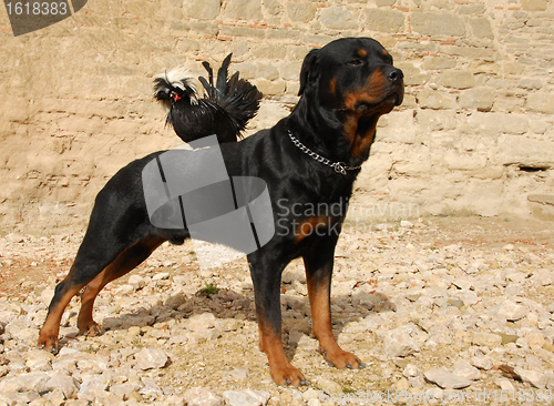 Image of rottweiler and miniature rooster
