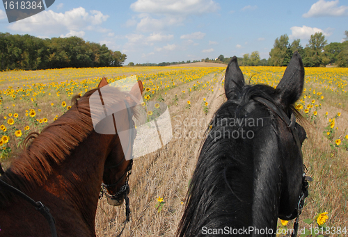 Image of horseback riding in the sunflowers