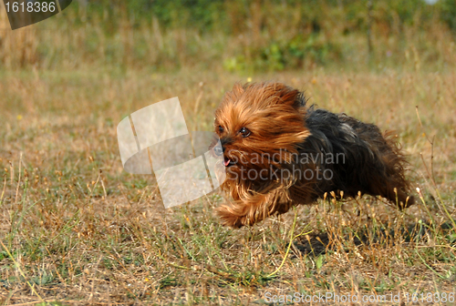 Image of running yorkshire terrier