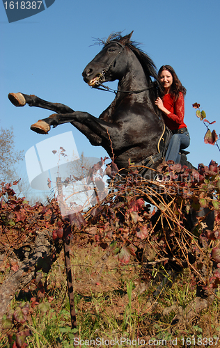 Image of rearing stallion