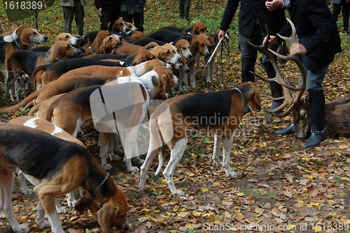 Image of fox hunting