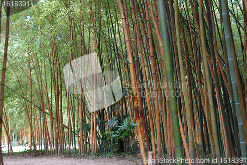 Image of Bamboo forest