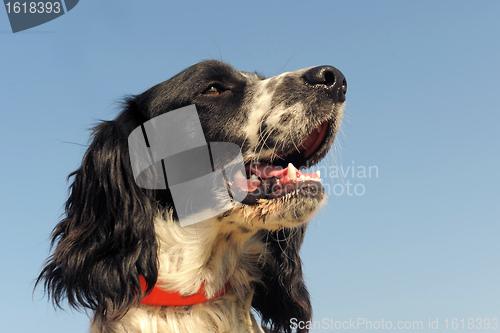 Image of springer spaniel