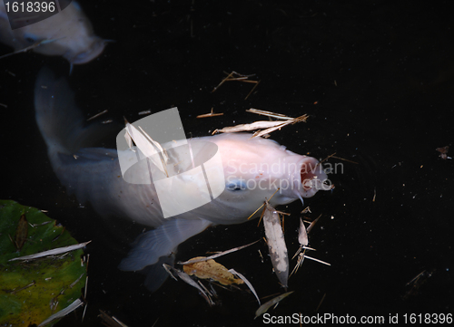 Image of Koi carp