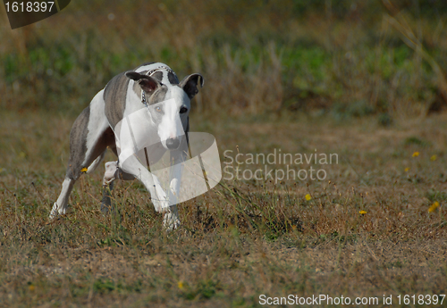 Image of running whippet