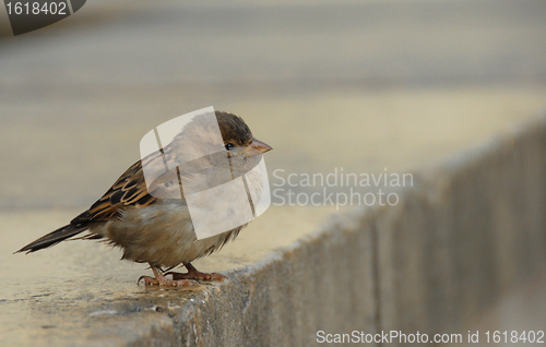 Image of sparrow