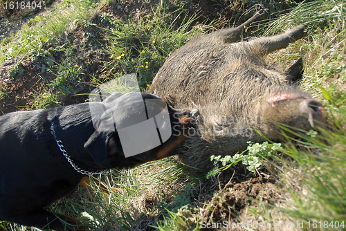 Image of dead boar and dog