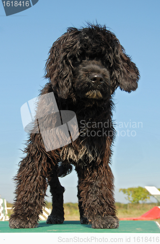 Image of puppy portuguese water dog