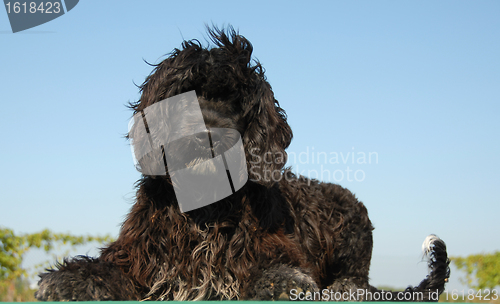 Image of puppy portuguese water dog