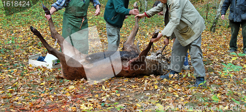 Image of roe deer and butcher