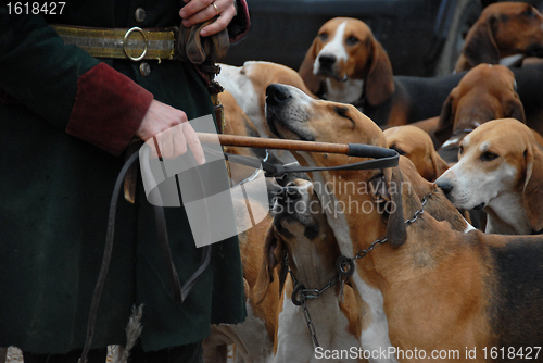 Image of fox hunting