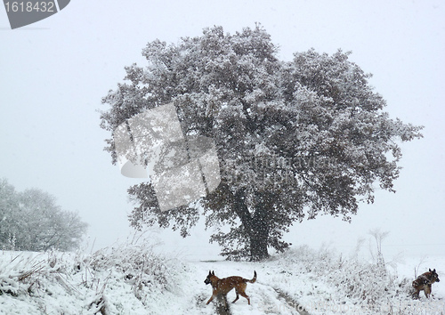 Image of tree in winter