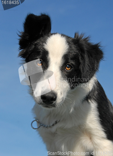 Image of puppy border collie