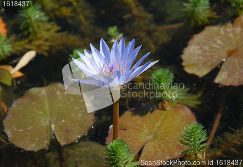 Image of lotus, close up