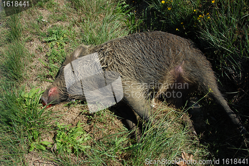 Image of dead boar