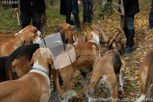 Image of fox hunting