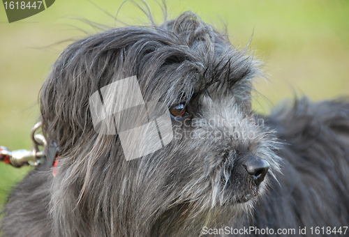 Image of Pyrenean sheepdog