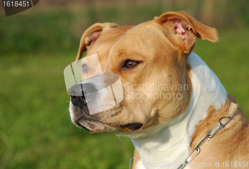 Image of American staffordshire terrier