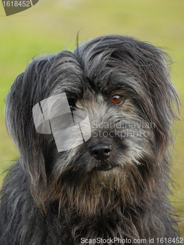 Image of pyrenean shepherd