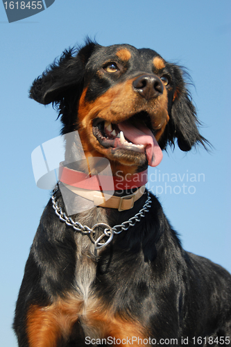 Image of brittany spaniel