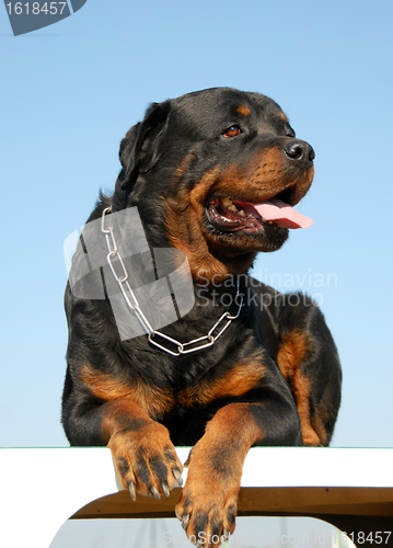 Image of rottweiler