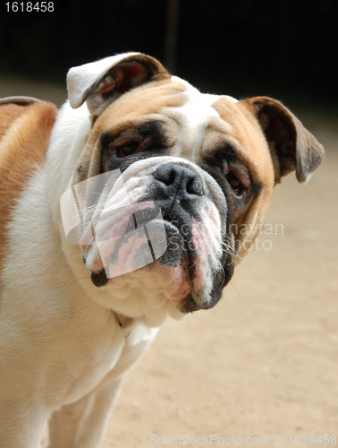 Image of young english bulldog