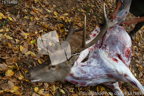 Image of roe deer and butcher