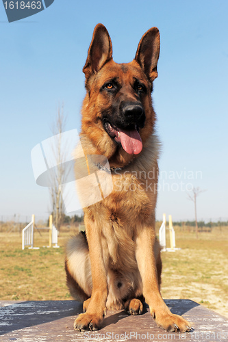 Image of german shepherd