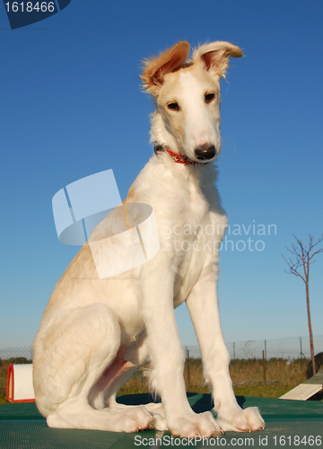 Image of puppy borzoi