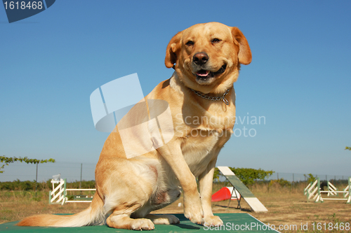 Image of labrador retriever in agility