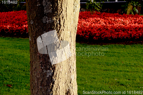 Image of Tree trunk in park.