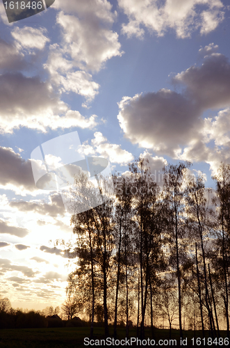 Image of Sky hiding behind trees.