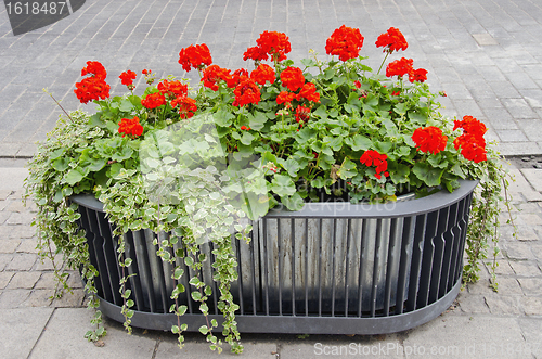 Image of Red flowers growing in modernistic pot. 