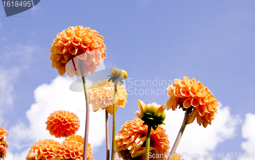 Image of Lupine orange.