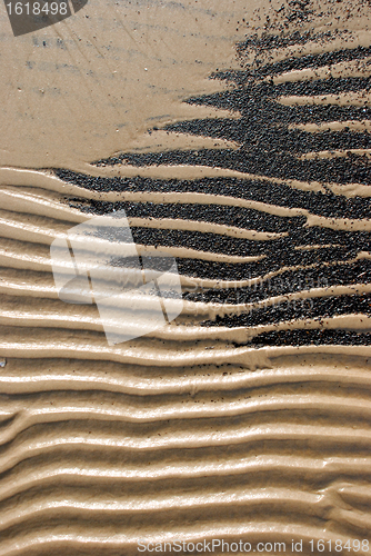 Image of Sea shore fragment.