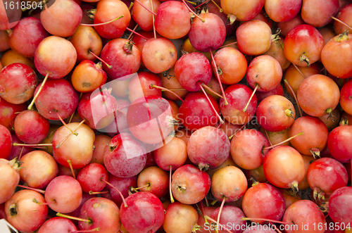 Image of Ripe apples colorful bunch.