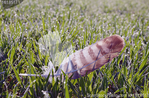 Image of Feather lying in dewy morning meadow.
