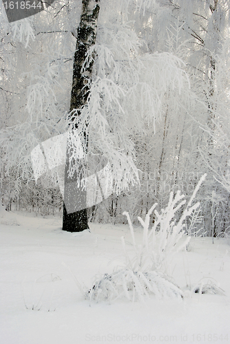 Image of Frost on the birch branches.