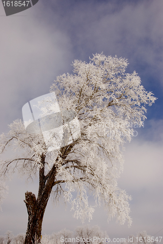 Image of Frosted tree.