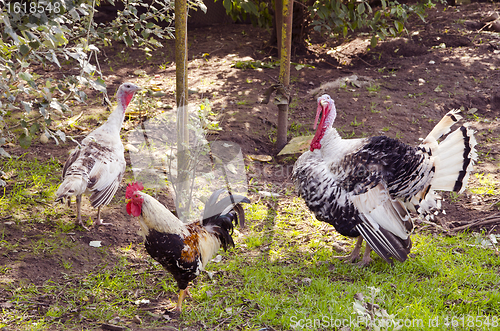 Image of Turkey and rooster.
