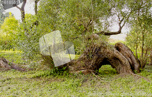 Image of Broken but still alive willow. 