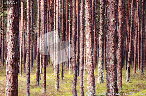 Image of Pine forest trunks.