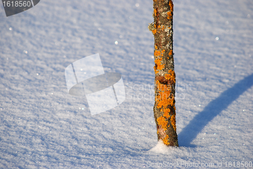 Image of Tree trunk with orange moss.