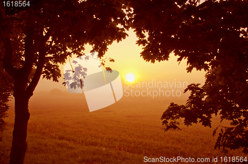 Image of Beautiful morning view through maple branches. 