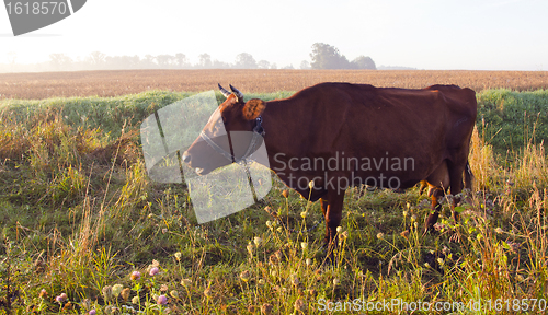 Image of Grazing brown moo cow. 