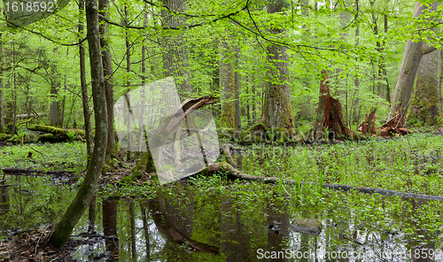 Image of Springtime deciduous forest with standing water