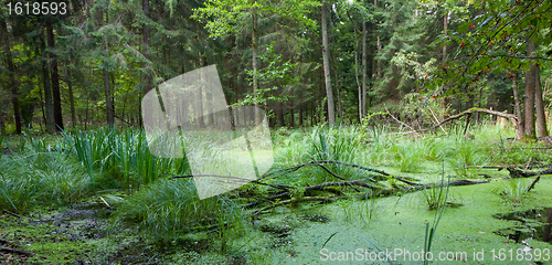 Image of Natural stand of Bialowieza Forest with standing water and Common Duckweed