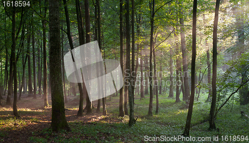 Image of Sunbeam entering rich deciduous forest in misty evening