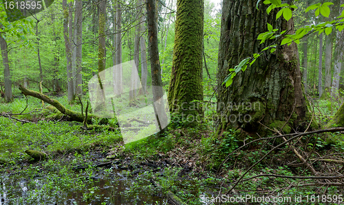 Image of Springtime deciduous forest with standing water