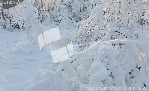 Image of Trees snow wrapped blizzard after